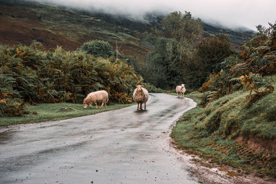 View of horses on road along trees