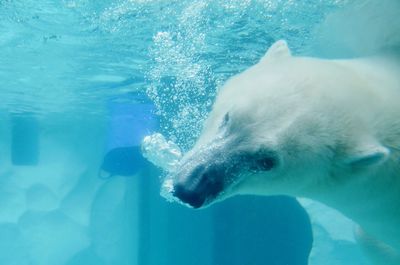 Polar bear swimming in aquarium