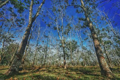 Low angle view of trees growing in forest against sky