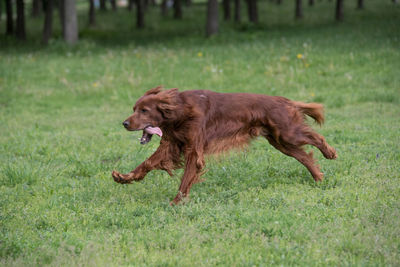 Irish setter running on grassy field