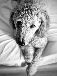 Close-up portrait of dog at home