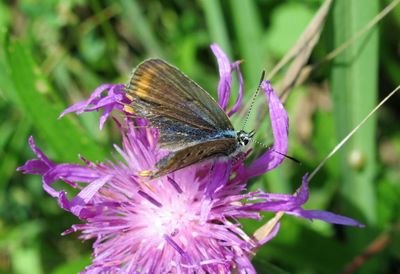 Close-up of butterfly pollinating on pink flower