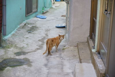 Portrait of stray ginger cat in alley