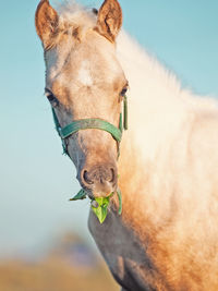 Close-up of horse against sky