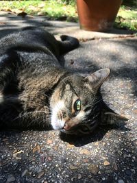 Close-up portrait of a cat