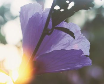 Close-up of purple flowering plant
