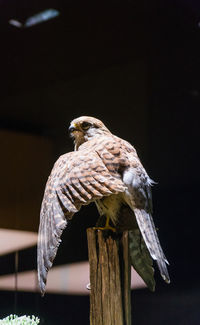 Close-up of bird perching on wooden post