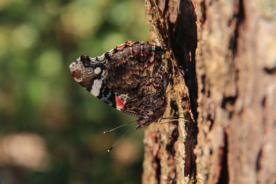 Close-up of butterfly on tree trunk