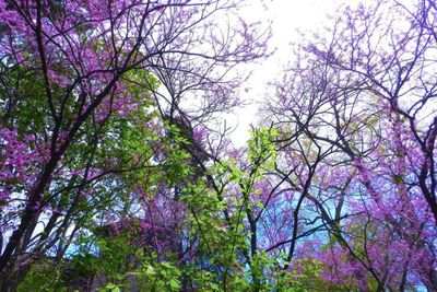 Low angle view of pink flowers
