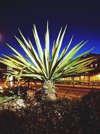 Close-up of succulent plant on field against sky at night