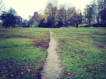 Trees on grassy field
