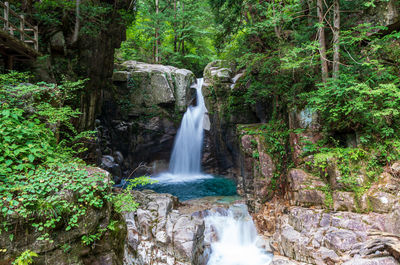 Scenic view of waterfall in forest