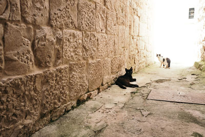 View of a dog sitting on wall