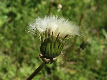 Close-up of white dandelion flower