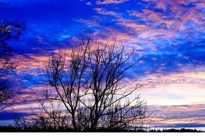 Low angle view of bare trees against cloudy sky