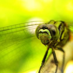 Close-up of insect on leaf