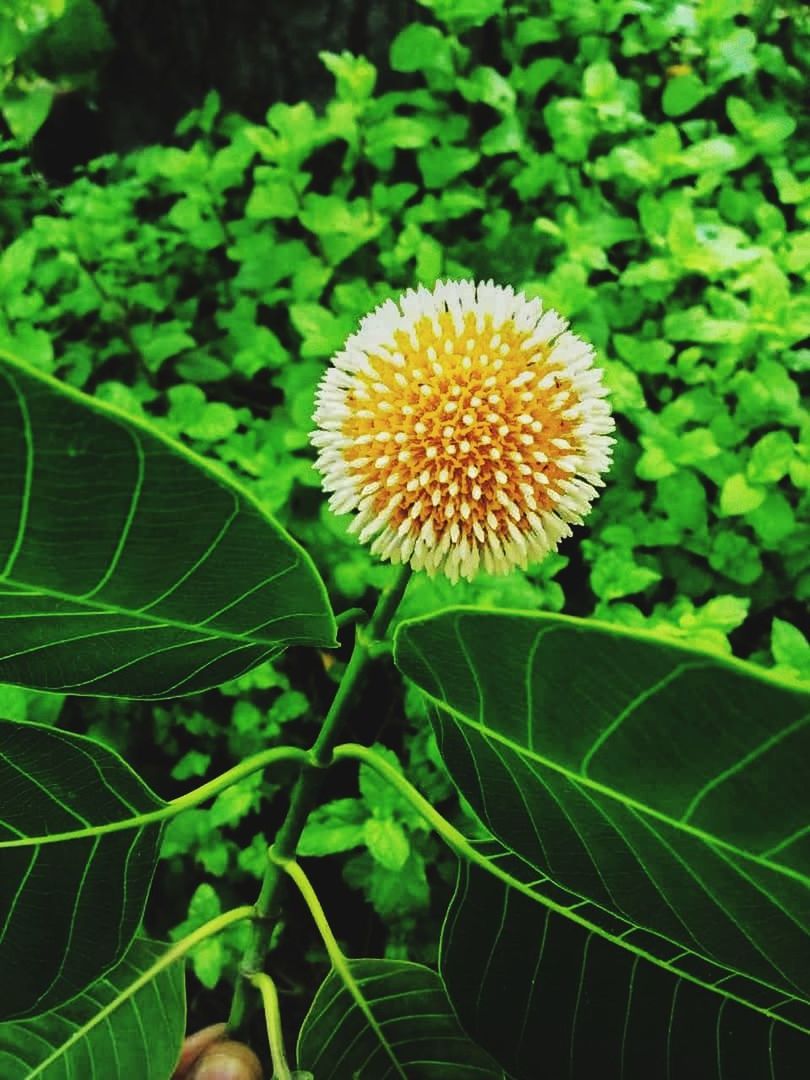 plant, growth, flower, leaf, plant part, freshness, beauty in nature, flowering plant, green, nature, fragility, close-up, flower head, no people, inflorescence, day, yellow, outdoors, petal, focus on foreground