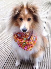 Close-up portrait of dog