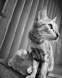 Close-up of a cat looking away