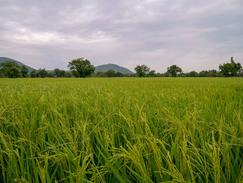 Scenic view of agricultural field against sky