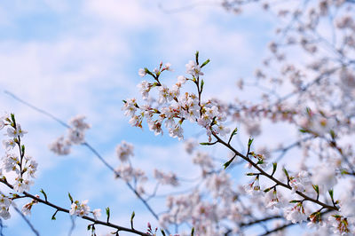 Low angle view of cherry blossoms in spring