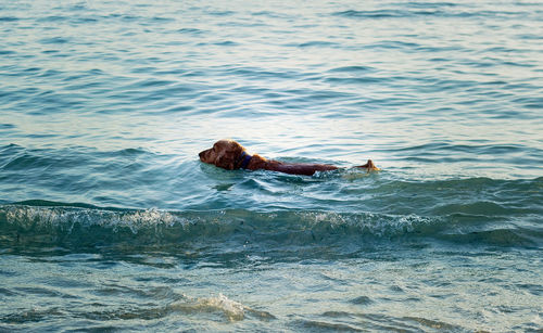 Man swimming in sea