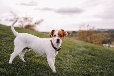 Portrait of dog sticking out tongue on field