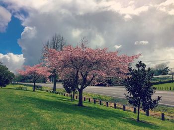 Trees on landscape against sky