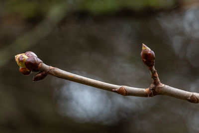 branch