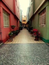 Flower amidst houses in city