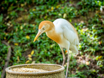 Close-up of bird perching on plant