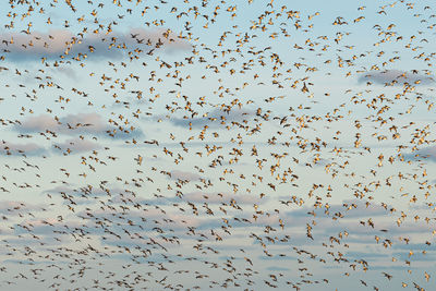 Flock of birds flying in sky