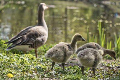 Ducks in a water