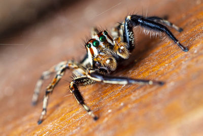 Close-up of male jumpping spider on wooden surfface