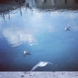 Birds in calm lake