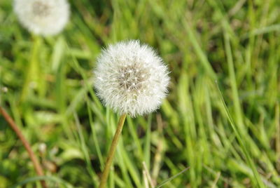 Close-up of white dandelion flower