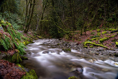 Stream flowing in forest