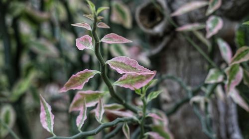 Close-up of pink flowering plant