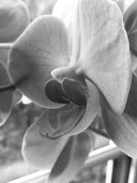 Close-up of flowering plant