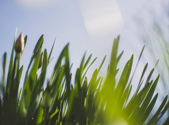 Close-up of fresh green plants against sky