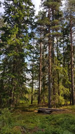 Low angle view of pine trees in forest