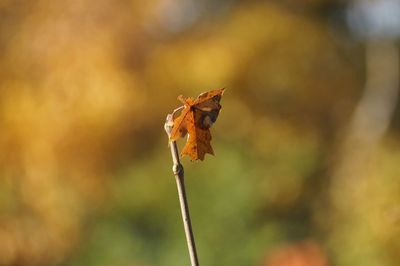 Close-up of dry leaf on plant during autumn