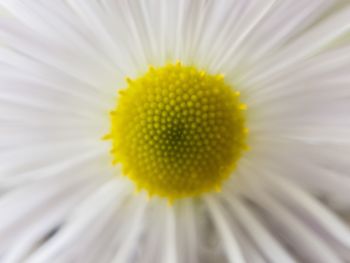 Close-up of yellow flower