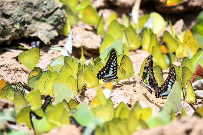 Close-up of butterfly on leaves