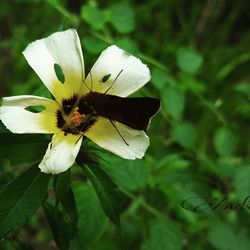 Close-up of flower