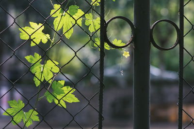 Close-up of metal fence against plants