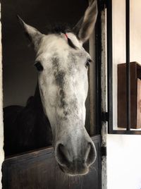 Close-up portrait of a horse