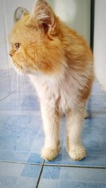 Close-up of cat sitting on floor