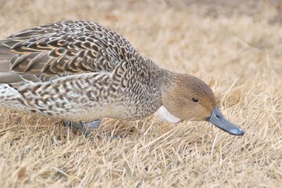 Close-up of a duck on field