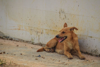 Dog looking away while sitting on floor against wall